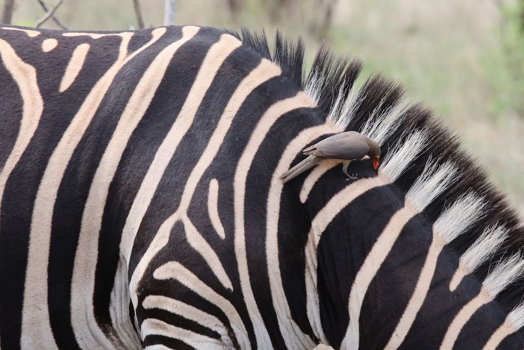 cebra en kruger, que ver y hacer