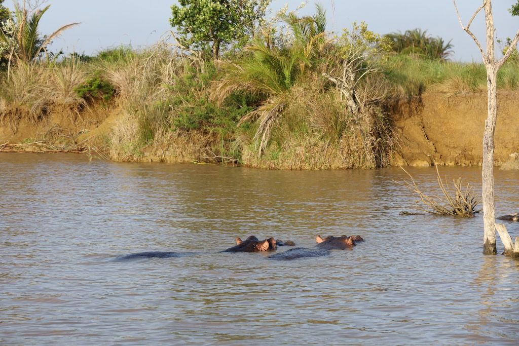 Santa Lucía hipopotamos barco