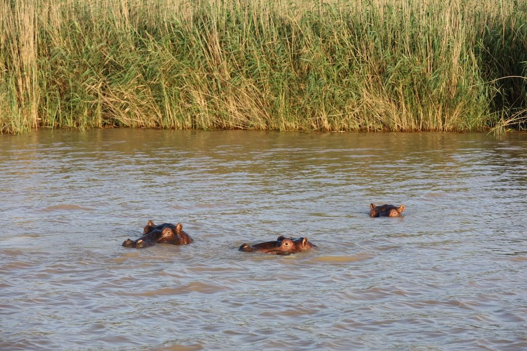 Santa Lucía hipopotamos barco