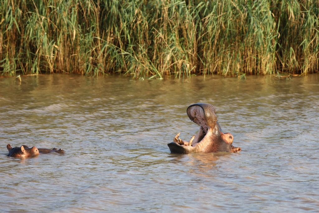 Santa Lucía hipopotamos barco