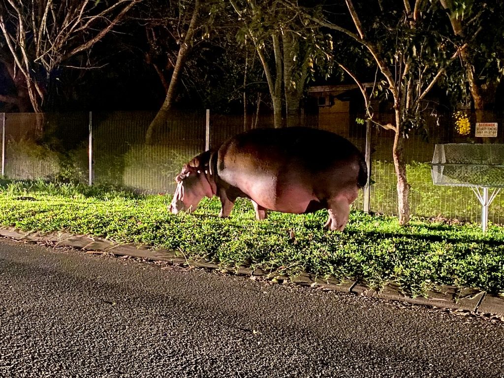 hipopotamo en la calle de santa lucia Sudafrica