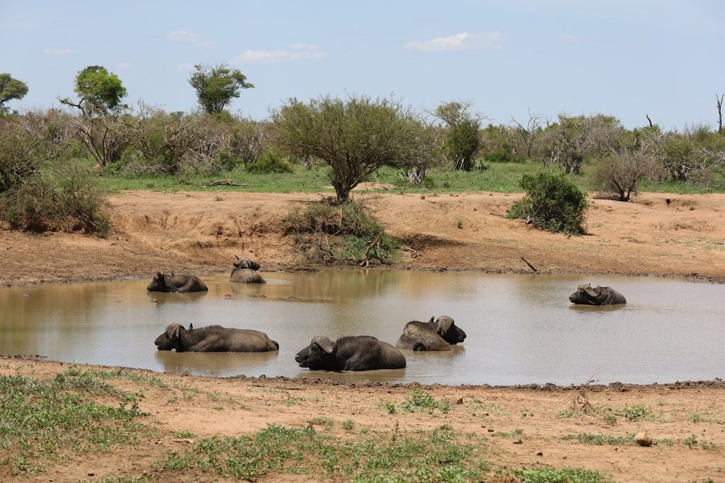 bufalo 5 grandes en parque kruger