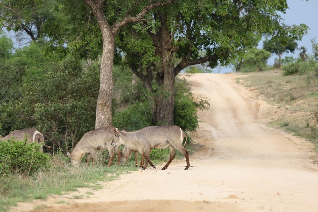carreteras de Kruger safari
