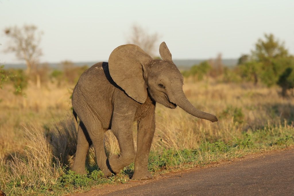 crias de elefante en parque kruger