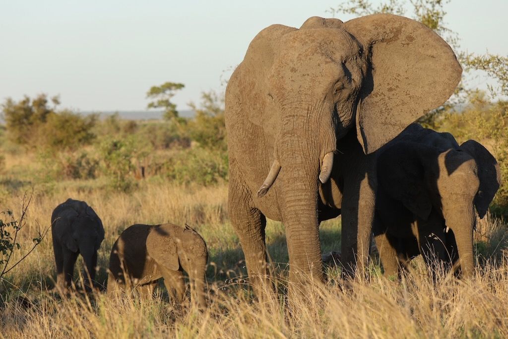 crias de elefante en parque kruger