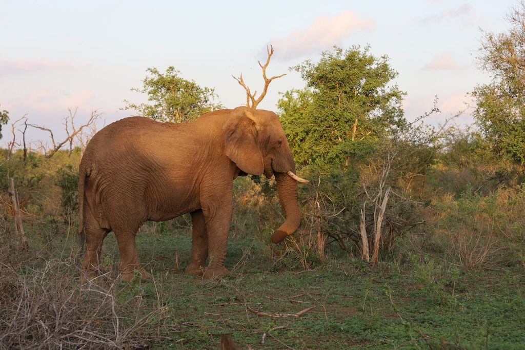elefante en Hlane parque nacional