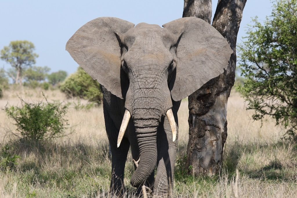 elefante en parque kruger 