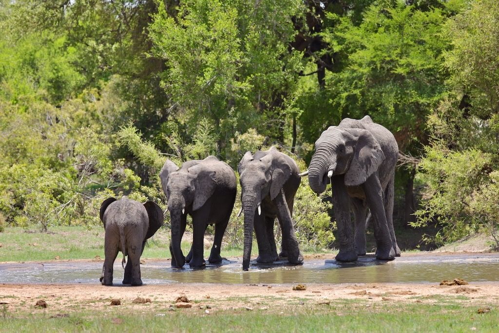 elefantes que ver en Kruger
