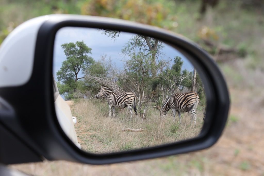 hacer safari coche kruger por libre