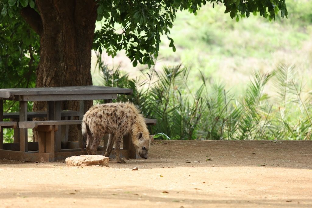 hiena en zona de picnic de Kruger donde comer