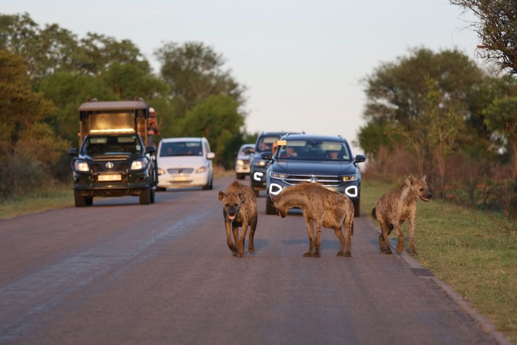Hienas en la carretera del parque Kruger