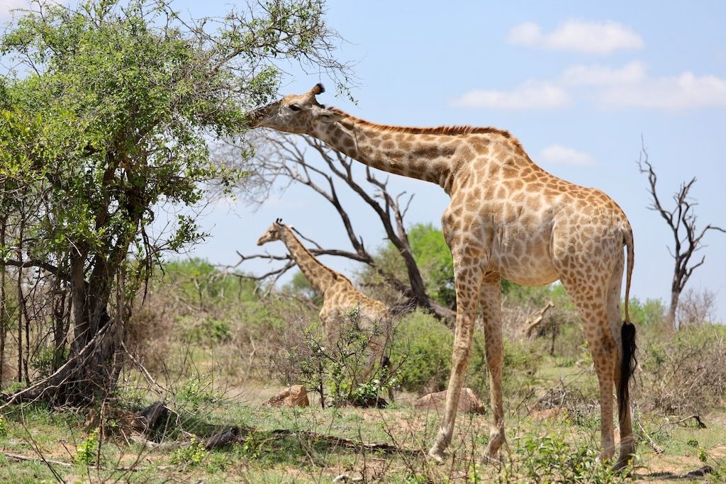 jirafas que hacer safari kruger