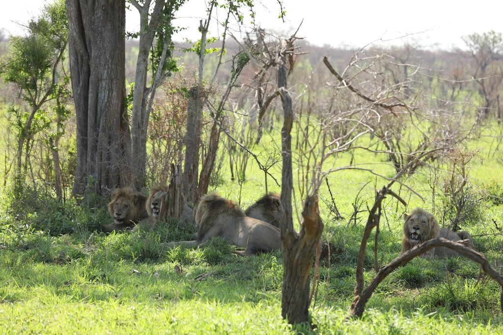 leones parque kruger 