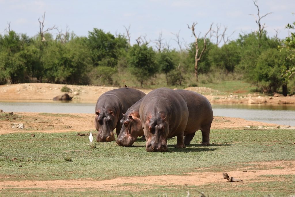 hipopotamos en hlane