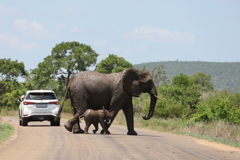que ver en kruger parque