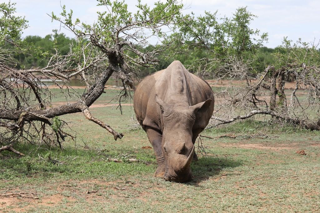rinoceronte blanco Hlane parque nacional esuatini