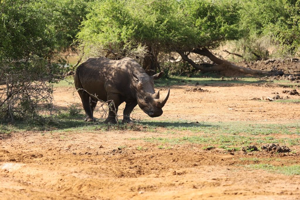 safari en hlane para ver rinocerontes
