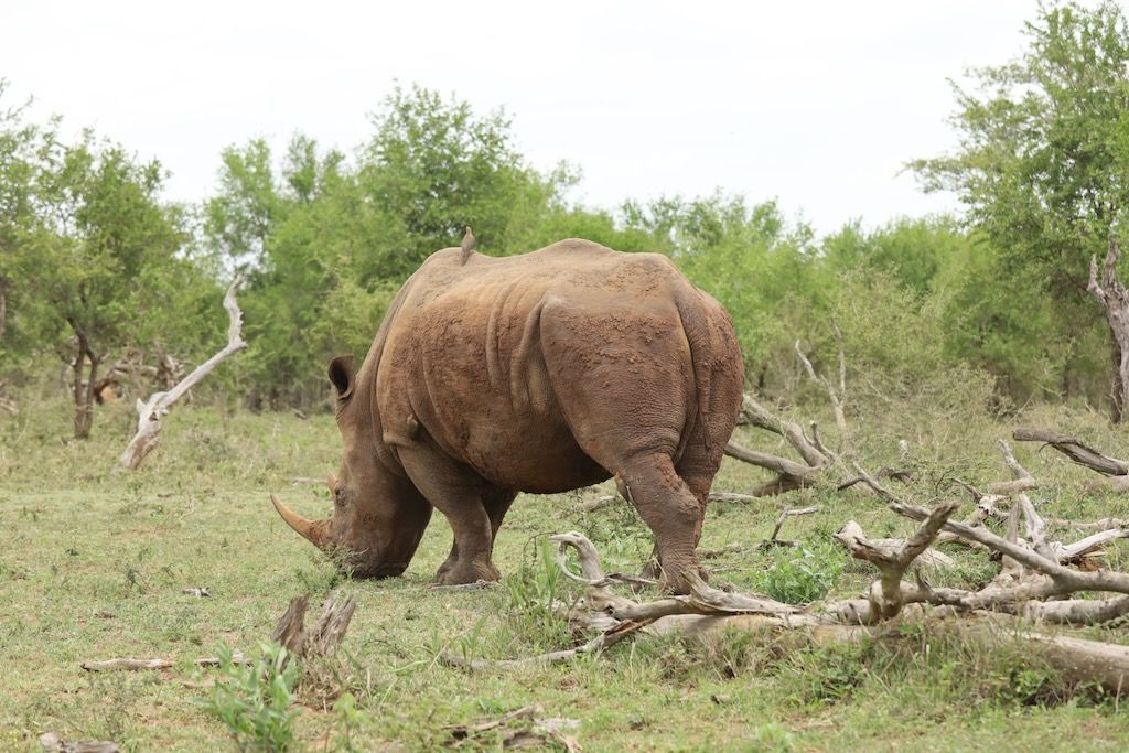 rinocerontes blancos Hlane parque nacional