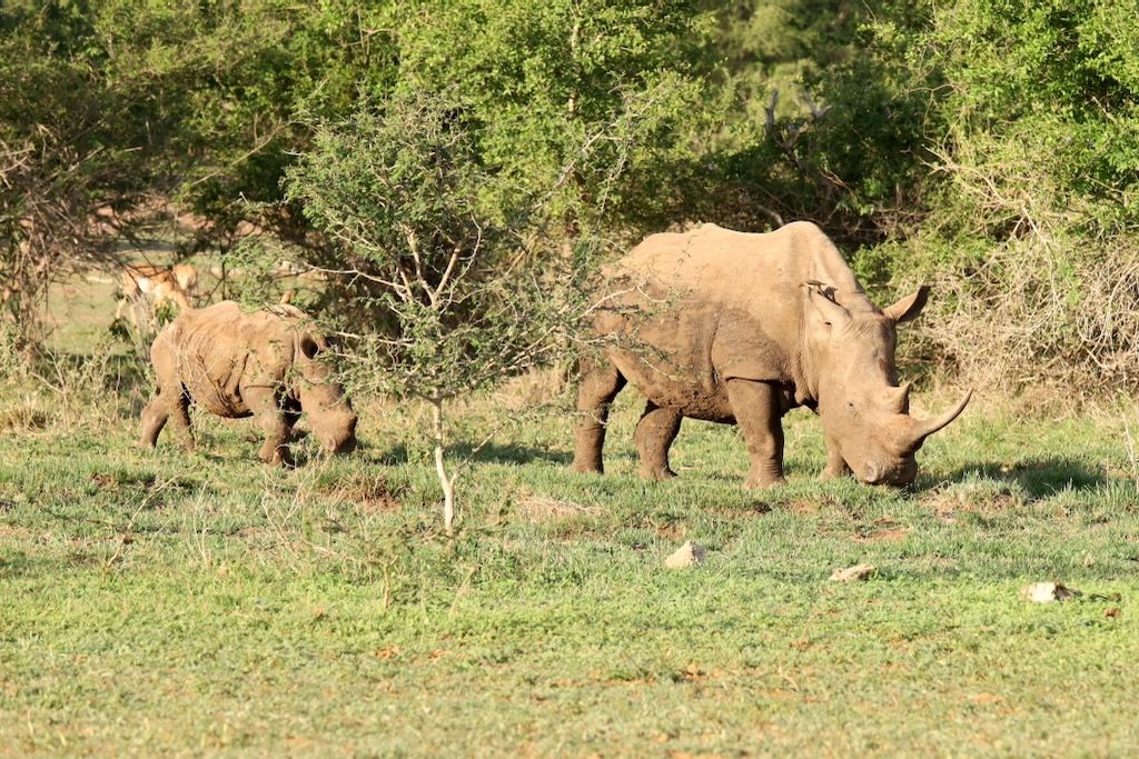 rinocerontes blancos Hlane parque nacional