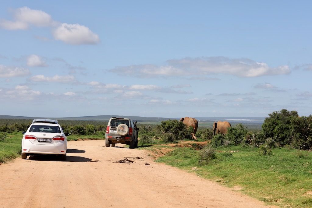 safari elefante en addo parque sudafrica