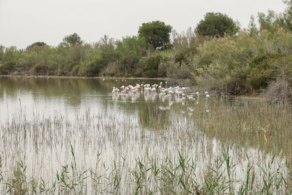aves en la albufera de valencia Centro de Interpretación del Racó de l’Olla