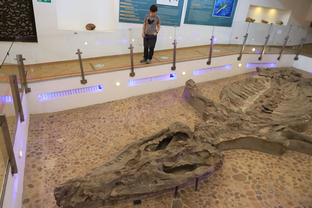 Monquirasaurus museo del fosil villa de leyva boyaca colombia