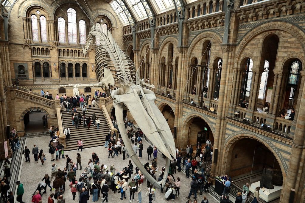 Museo de Historia Natural Londres ballena esqueleto