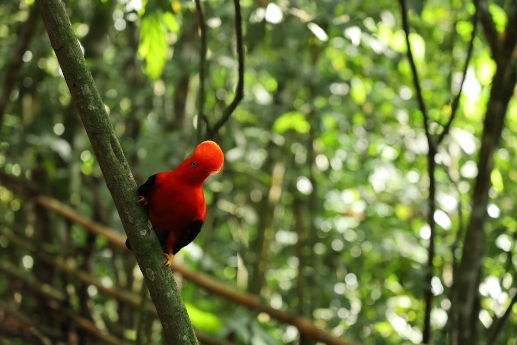 Gallito de roca Jardín (Antioquia) ave