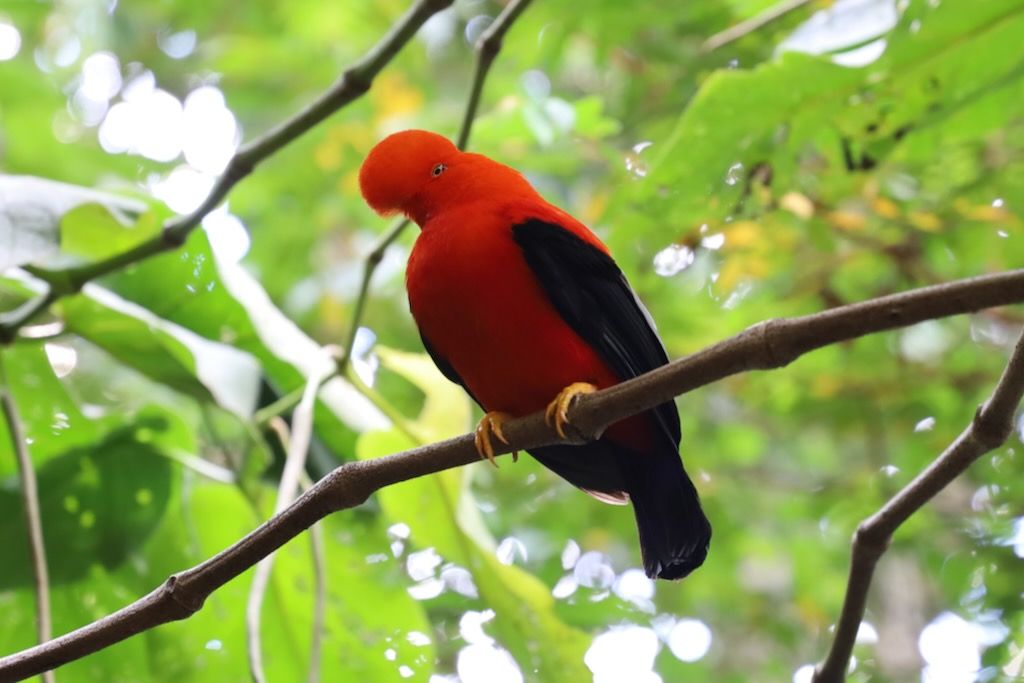 Gallito de roca Jardín (Antioquia)