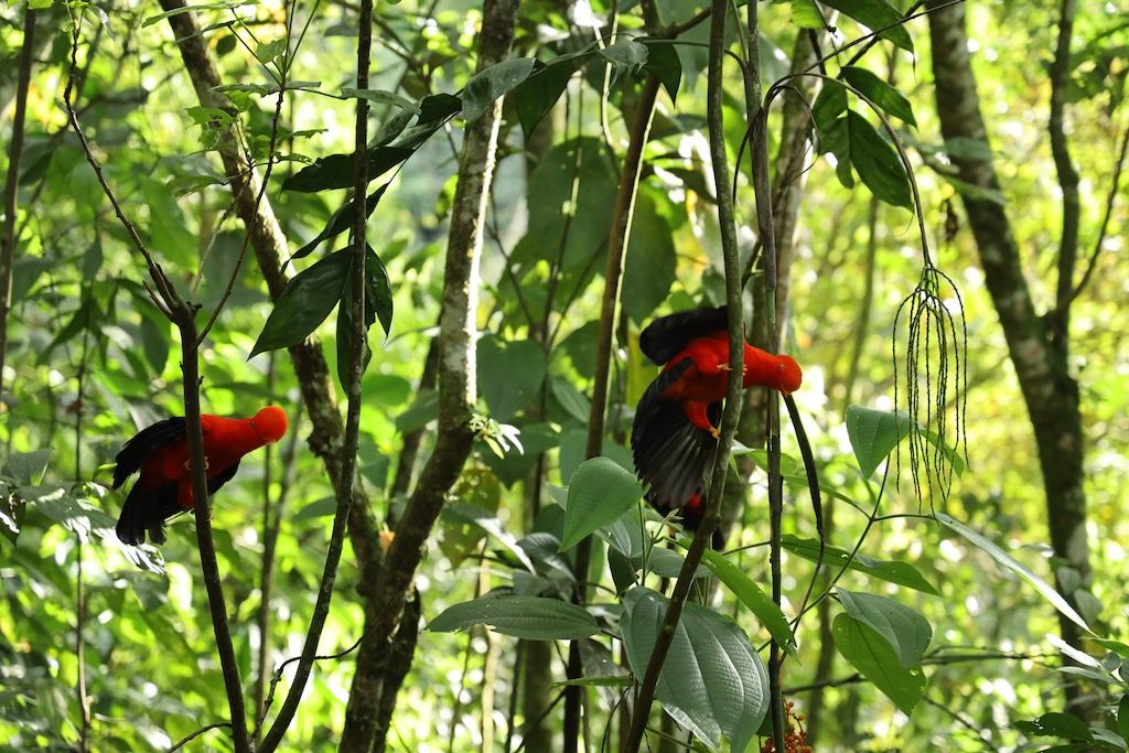 Gallito de roca Jardín (Antioquia)