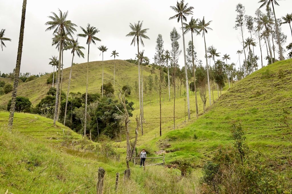 Mirador valle de Samaria palmas cera Colombia Salamina Caldas