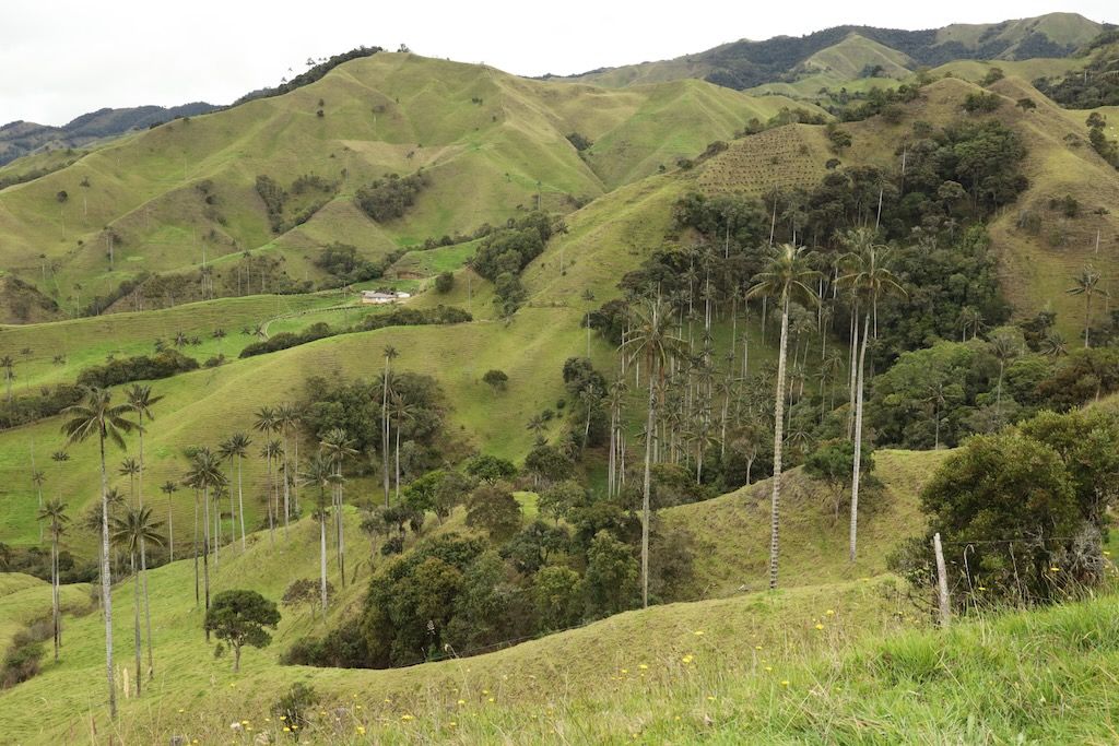 Mirador valle de Samaria palmas cera Colombia Salamina Caldas