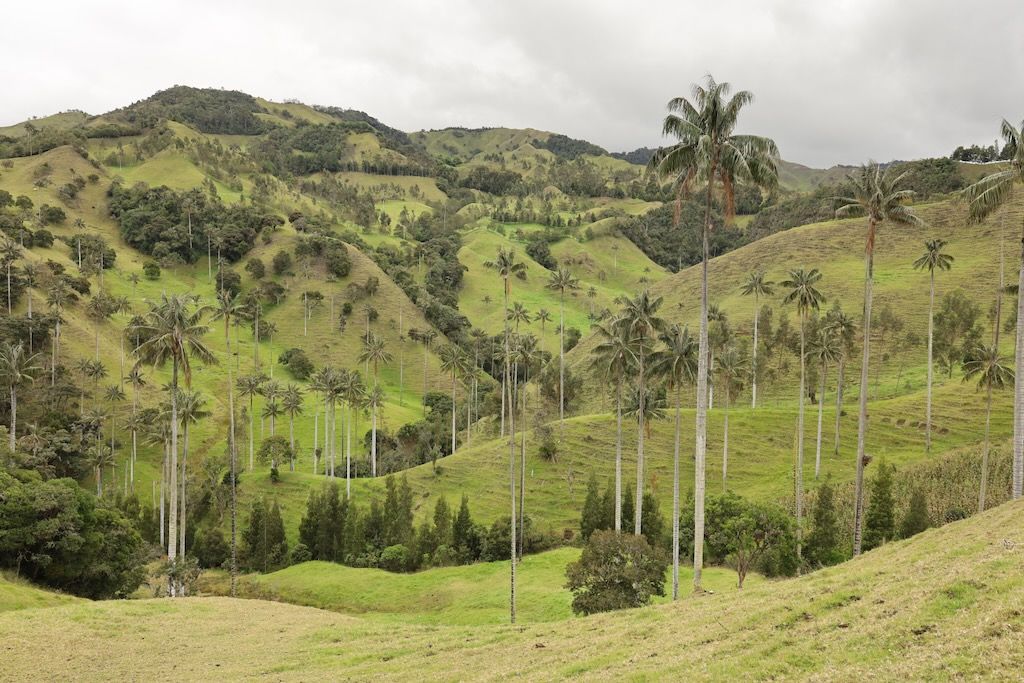 Mirador valle de Samaria palmas cera Colombia Salamina Caldas