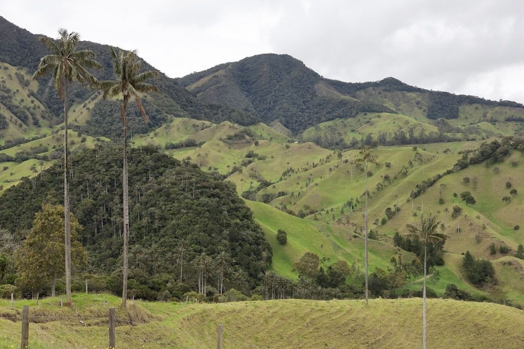 Mirador valle de Samaria palmas cera Colombia Salamina Caldas