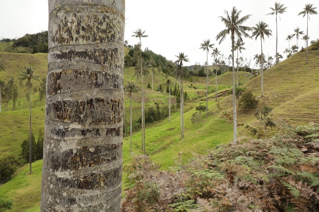 Mirador valle de Samaria palmas cera Colombia Salamina Caldas