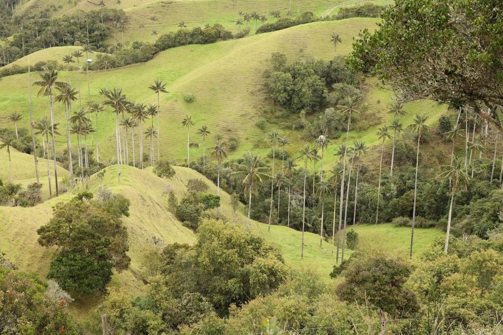 Mirador valle de Samaria palmas cera Colombia Salamina Caldas