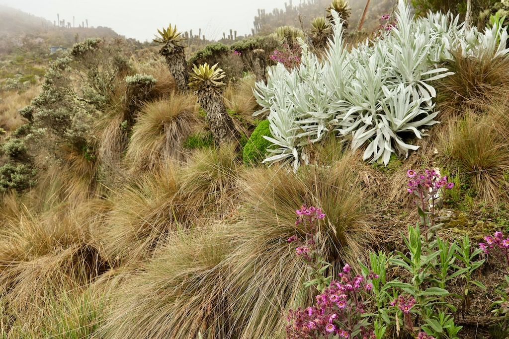 parque nacional los nevados colombia