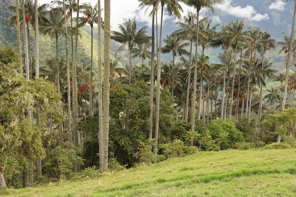 La Carbonera valle Tochecito palmas de cera Colombia