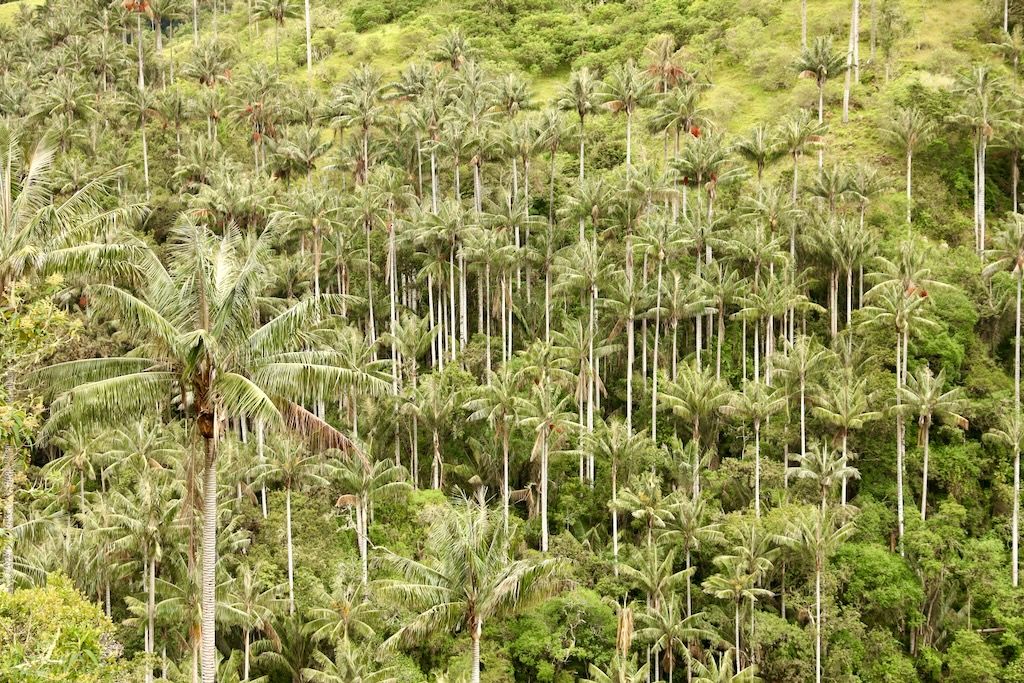La Carbonera valle Tochecito palmas de cera Colombia
