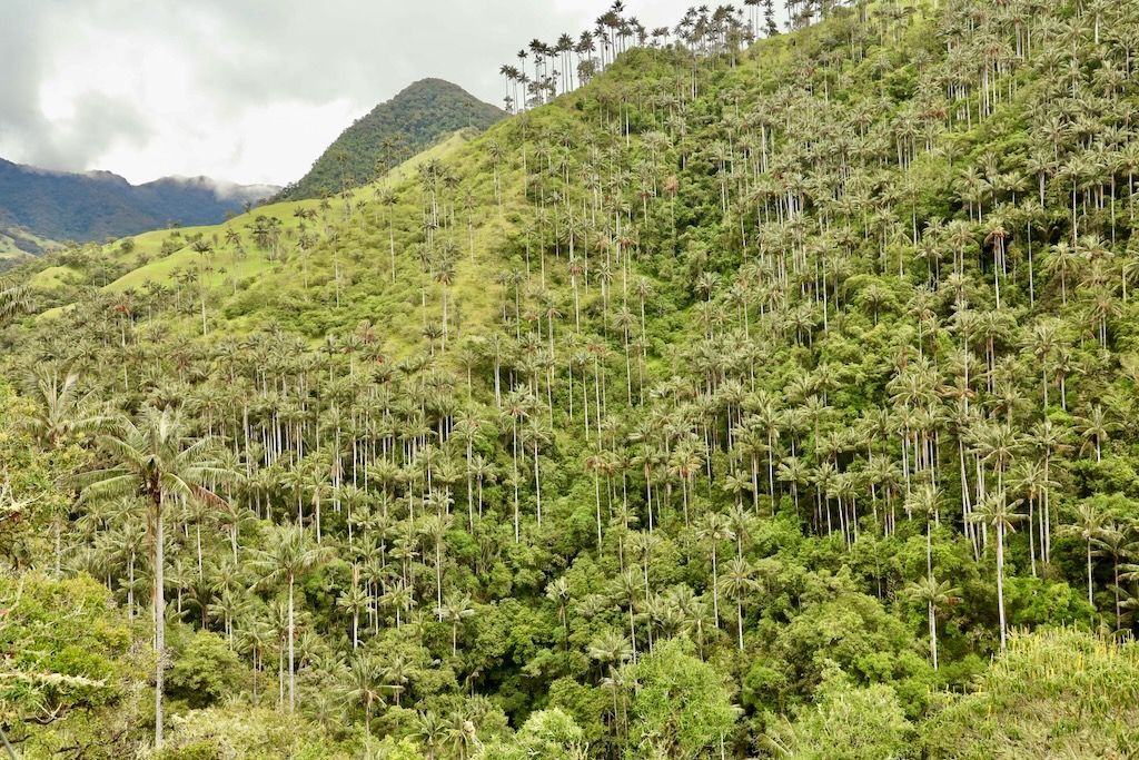 La Carbonera valle Tochecito palmas de cera Colombia