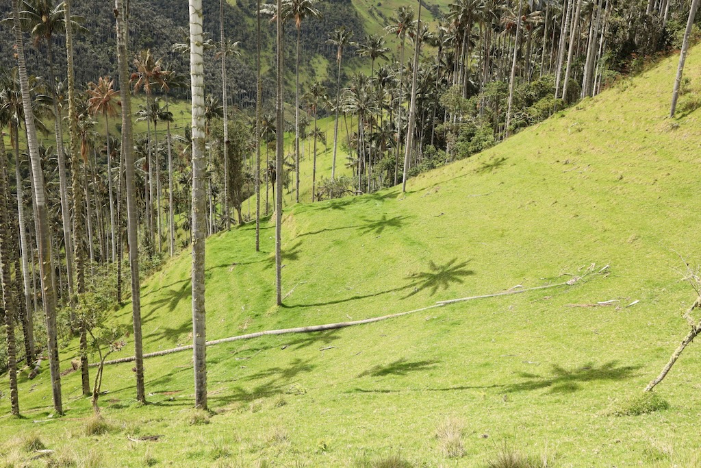 La Carbonera valle Tochecito palmas de cera Colombia