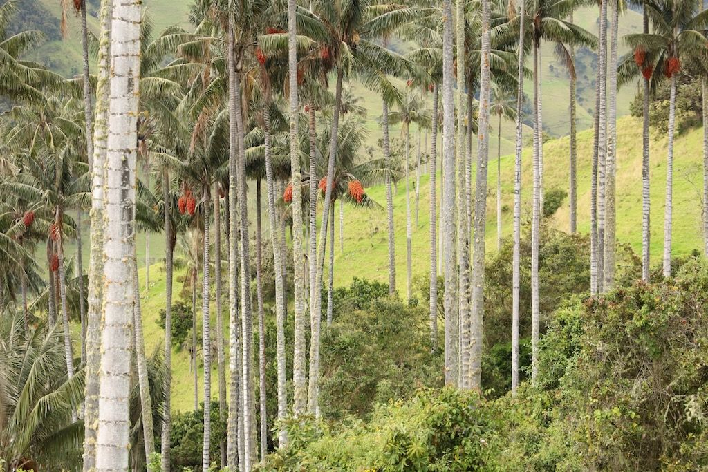 La Carbonera valle Tochecito palmas de cera Colombia