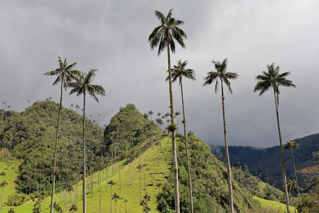 Valle del Cocora Salento palmas de cera colombia