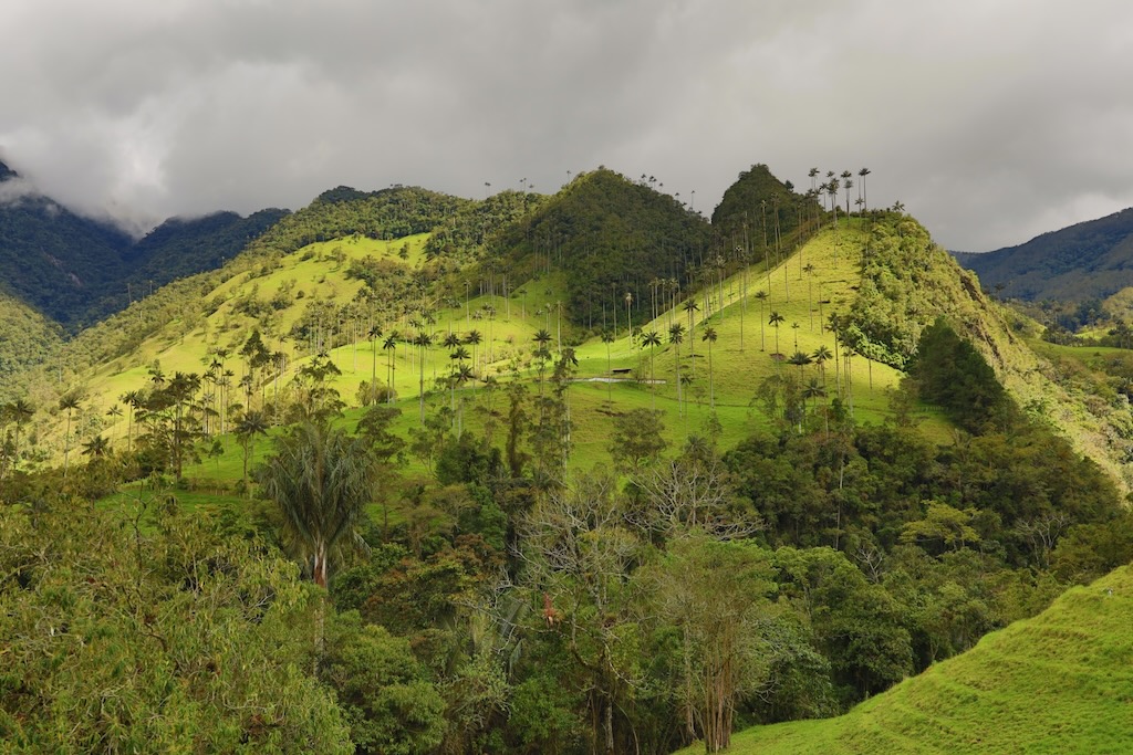 Valle del Cocora Salento ruta trekking
