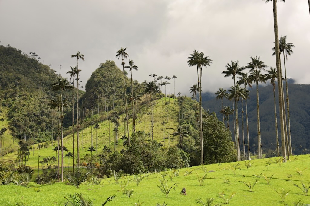 palmas de cera Valle del Cocora Salento