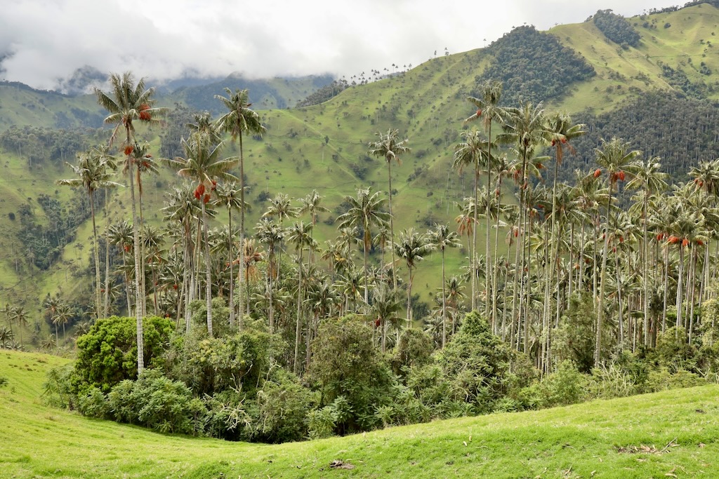 bosque de palmas de cera en colombia cual elegir